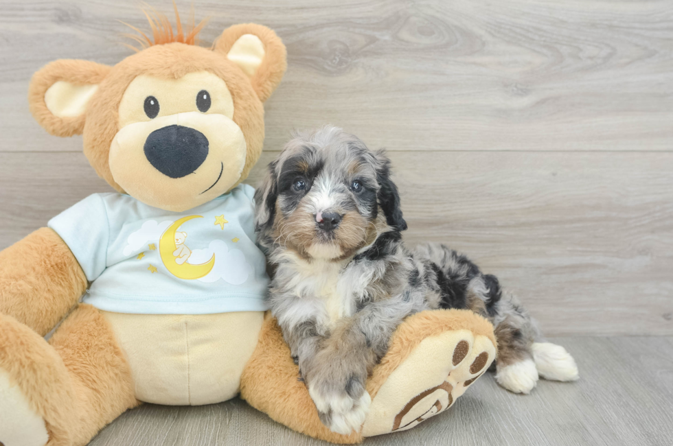 5 week old Mini Bernedoodle Puppy For Sale - Florida Fur Babies