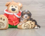 6 week old Mini Bernedoodle Puppy For Sale - Florida Fur Babies