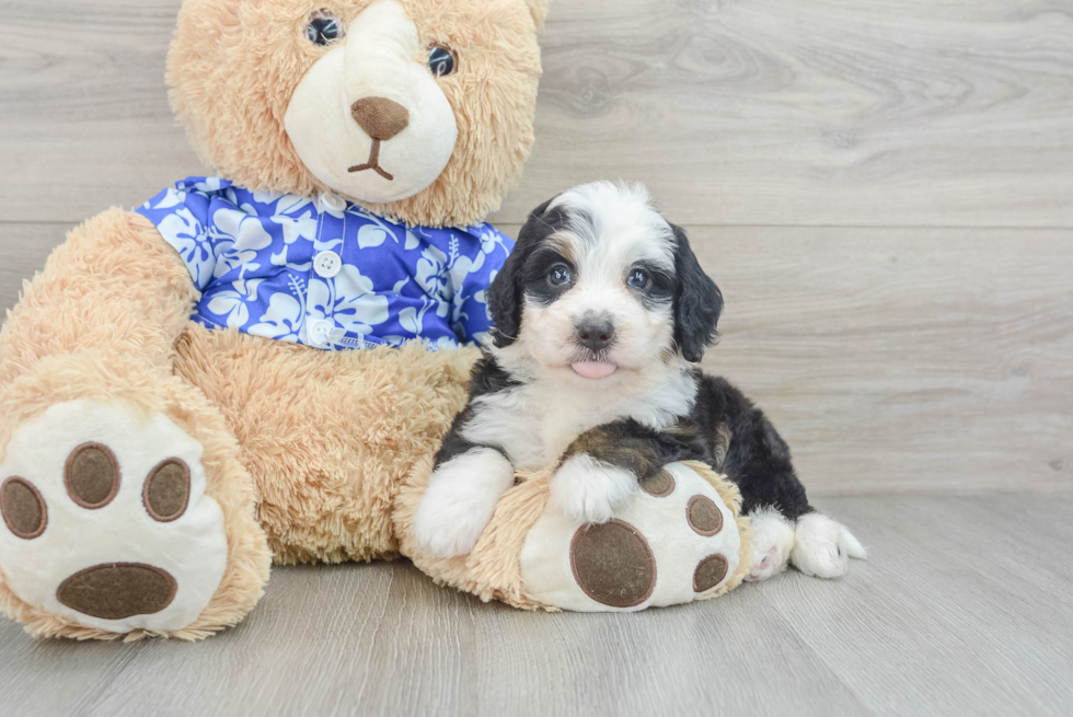 Popular Mini Bernedoodle Poodle Mix Pup