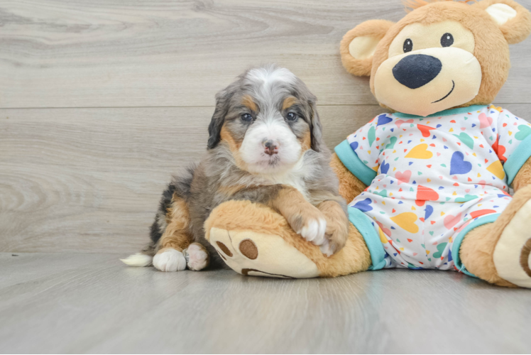 Mini Bernedoodle Puppy for Adoption