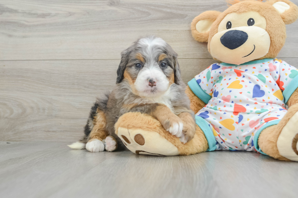 6 week old Mini Bernedoodle Puppy For Sale - Florida Fur Babies