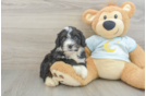 Mini Bernedoodle Puppy for Adoption