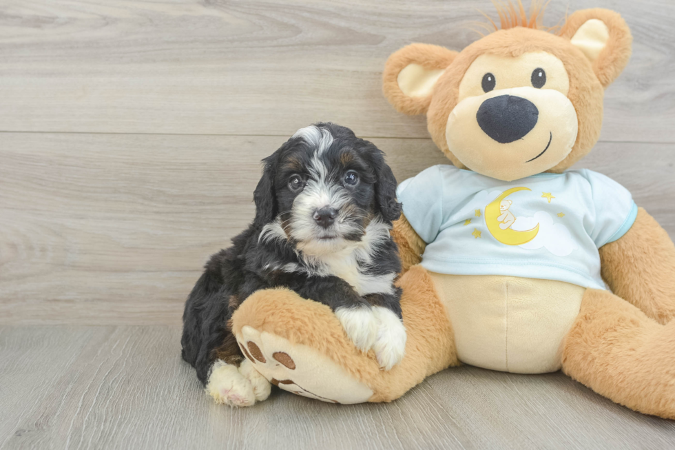 Mini Bernedoodle Puppy for Adoption