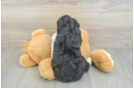 Little Mini Berniedoodle Poodle Mix Puppy