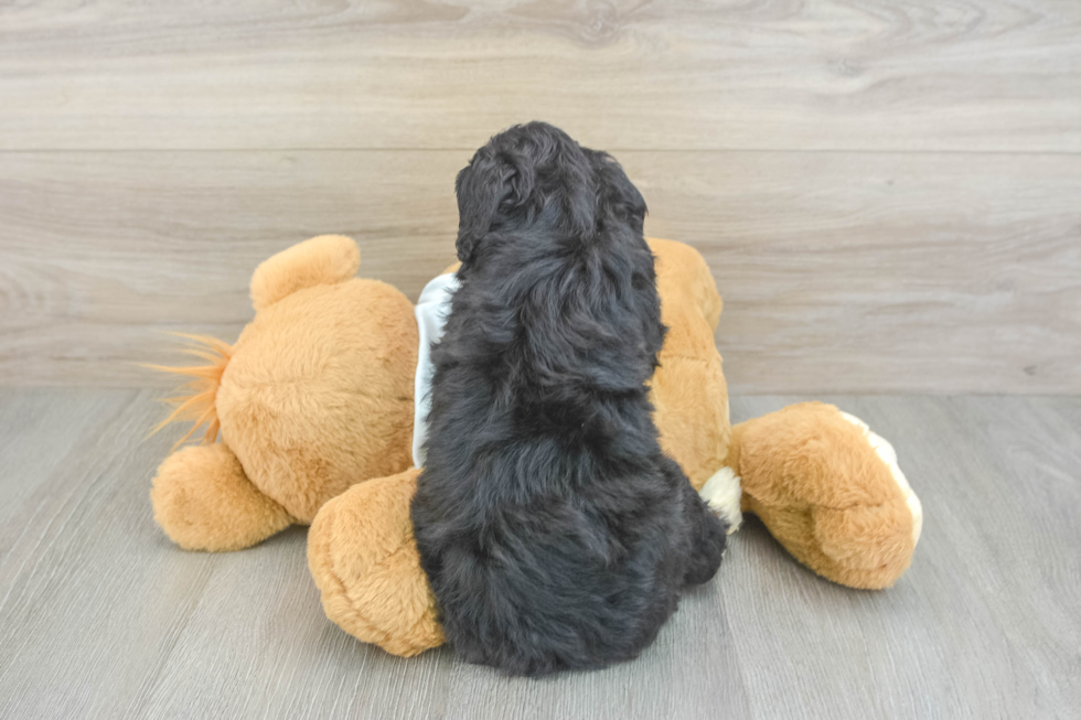 Little Mini Berniedoodle Poodle Mix Puppy