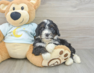 8 week old Mini Bernedoodle Puppy For Sale - Florida Fur Babies