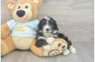 Best Mini Bernedoodle Baby