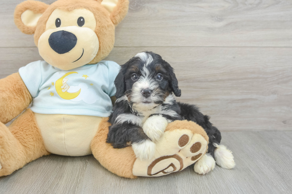 5 week old Mini Bernedoodle Puppy For Sale - Florida Fur Babies