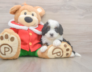 7 week old Mini Bernedoodle Puppy For Sale - Florida Fur Babies