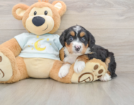 6 week old Mini Bernedoodle Puppy For Sale - Florida Fur Babies