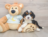 7 week old Mini Bernedoodle Puppy For Sale - Florida Fur Babies