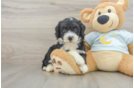 Friendly Mini Bernedoodle Baby