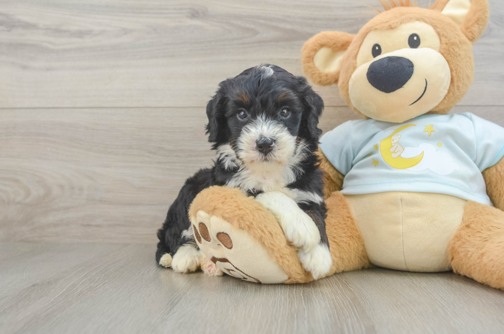 5 week old Mini Bernedoodle Puppy For Sale - Florida Fur Babies