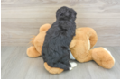 Cute Mini Bernedoodle Baby