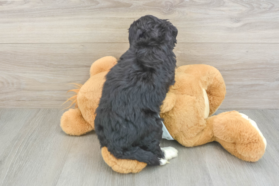 Cute Mini Bernedoodle Baby