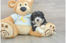 Funny Mini Bernedoodle Poodle Mix Pup