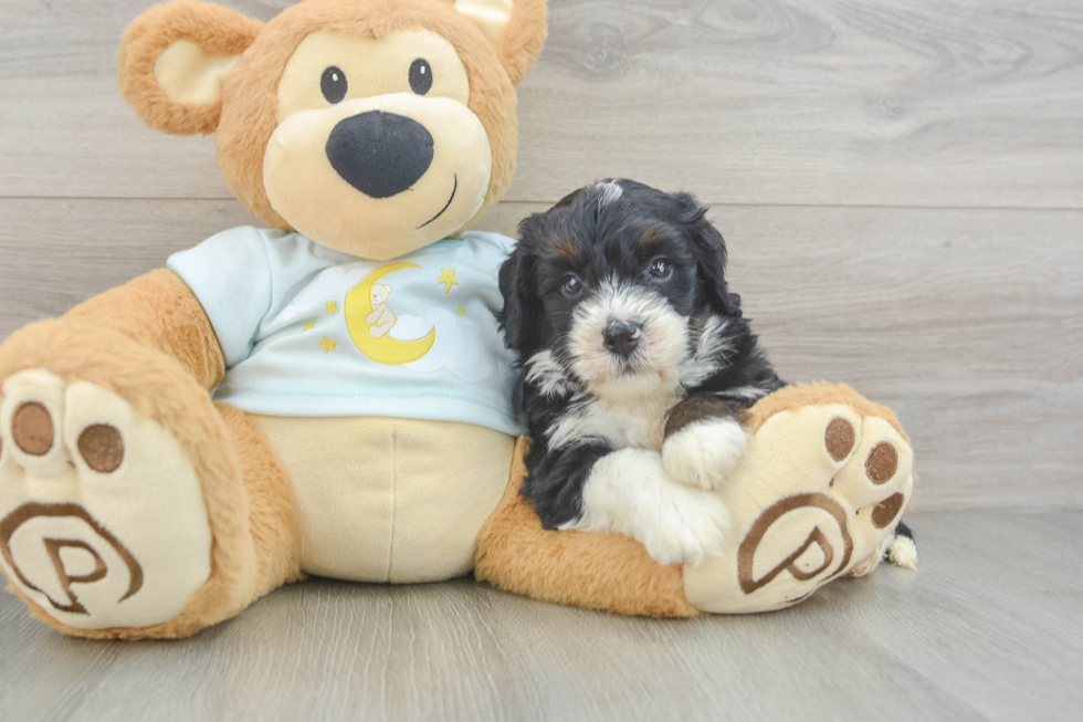 Funny Mini Bernedoodle Poodle Mix Pup
