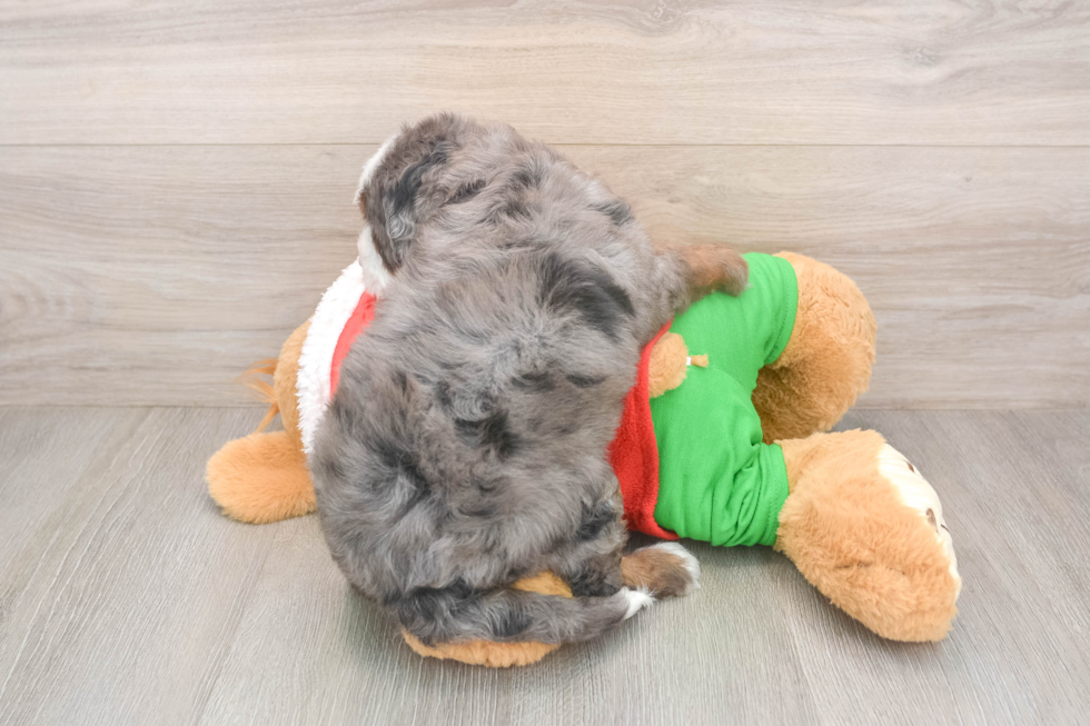 Mini Bernedoodle Puppy for Adoption