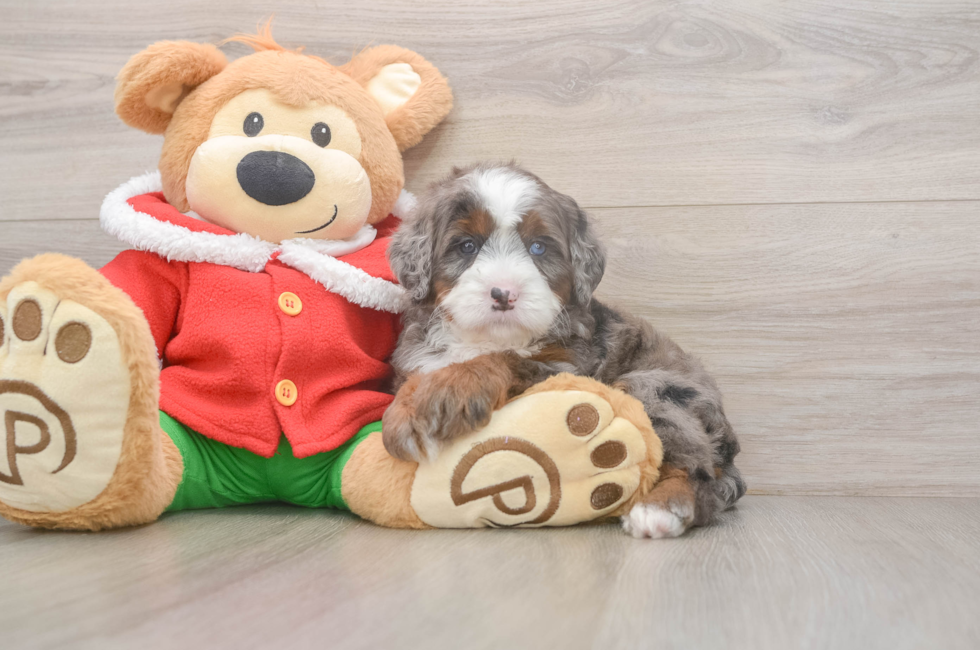 6 week old Mini Bernedoodle Puppy For Sale - Florida Fur Babies