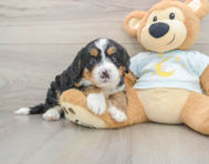 6 week old Mini Bernedoodle Puppy For Sale - Florida Fur Babies