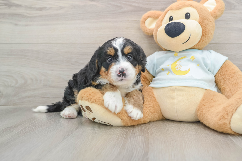 Little Mini Bernesepoo Poodle Mix Puppy