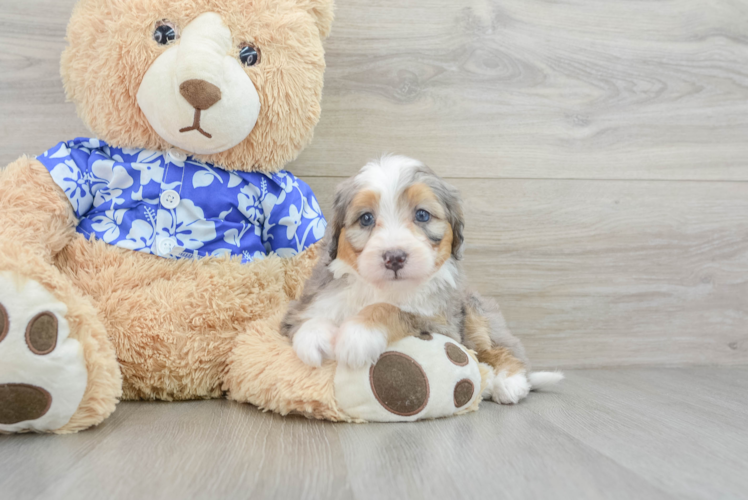 Mini Bernedoodle Puppy for Adoption