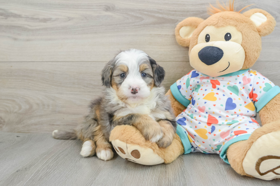 6 week old Mini Bernedoodle Puppy For Sale - Florida Fur Babies