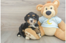 Mini Bernedoodle Pup Being Cute