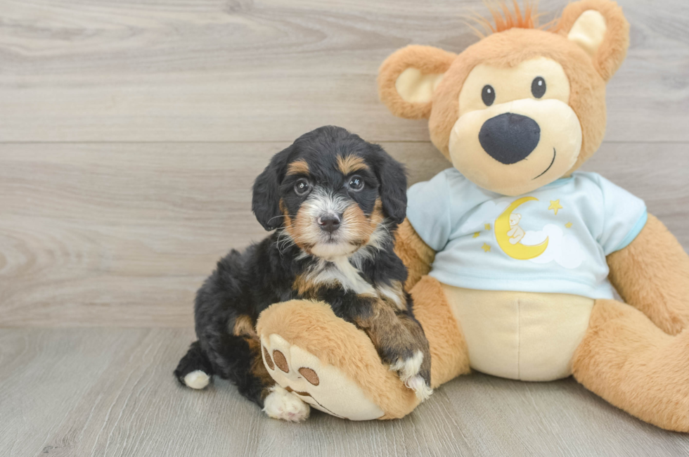 5 week old Mini Bernedoodle Puppy For Sale - Florida Fur Babies