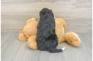 Energetic Mini Berniedoodle Poodle Mix Puppy