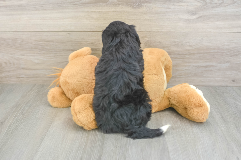 Energetic Mini Berniedoodle Poodle Mix Puppy