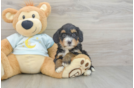 Mini Bernedoodle Pup Being Cute
