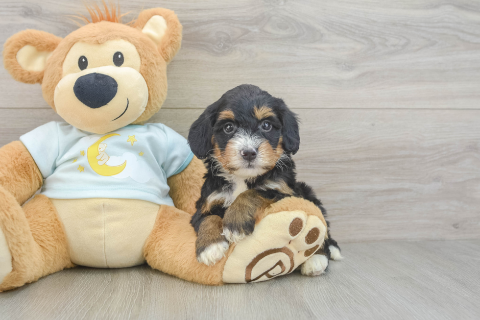 Mini Bernedoodle Pup Being Cute