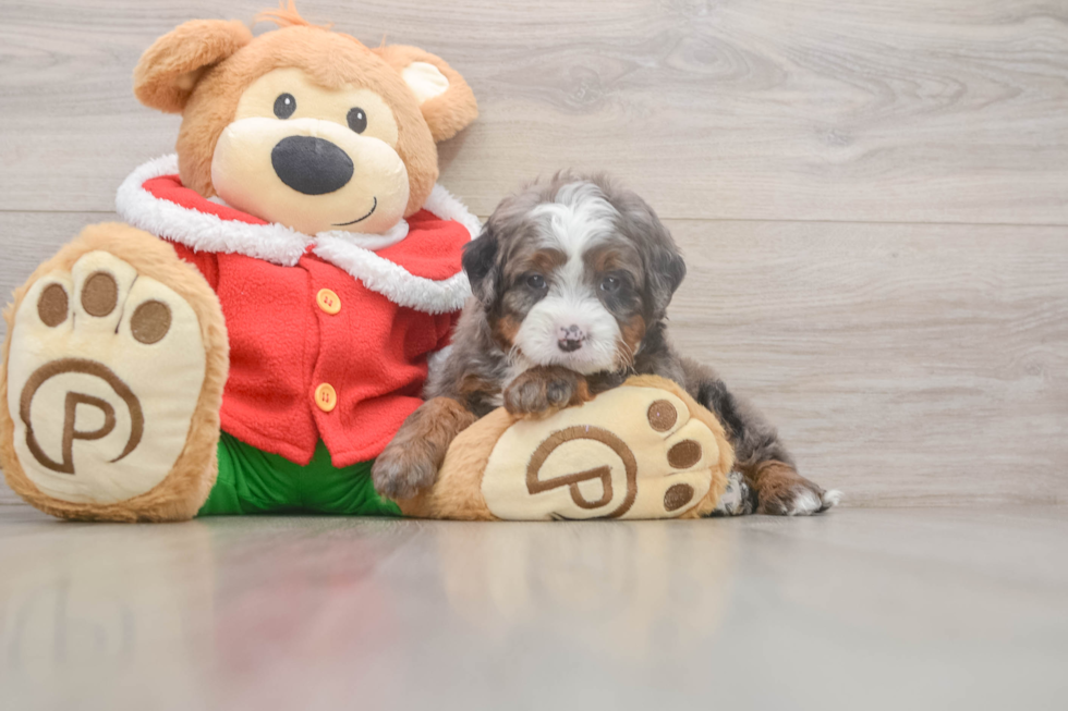 Playful Mini Bernadoodle Poodle Mix Puppy