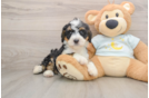 Happy Mini Bernedoodle Baby
