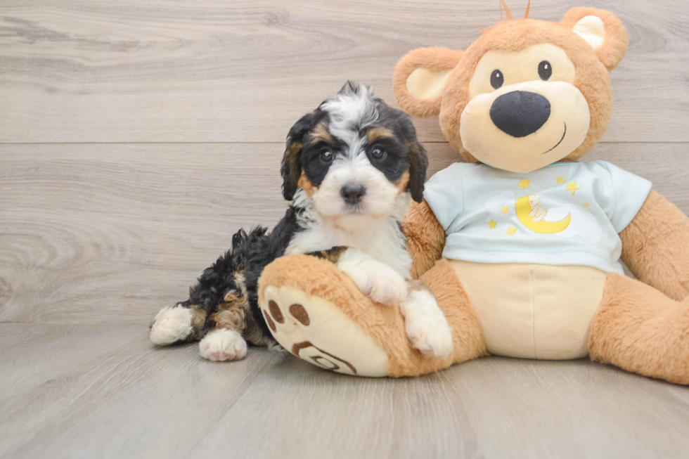 Happy Mini Bernedoodle Baby