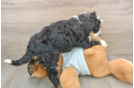 Best Mini Bernedoodle Baby