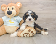 7 week old Mini Bernedoodle Puppy For Sale - Florida Fur Babies