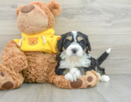 7 week old Mini Bernedoodle Puppy For Sale - Florida Fur Babies