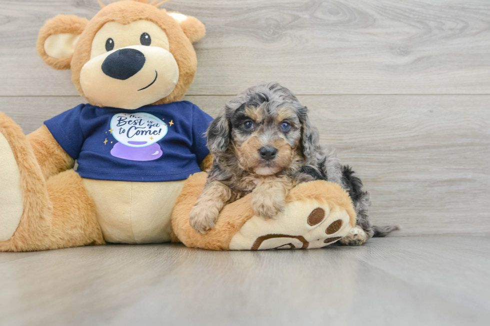 Playful Mini Bernesepoo Poodle Mix Puppy