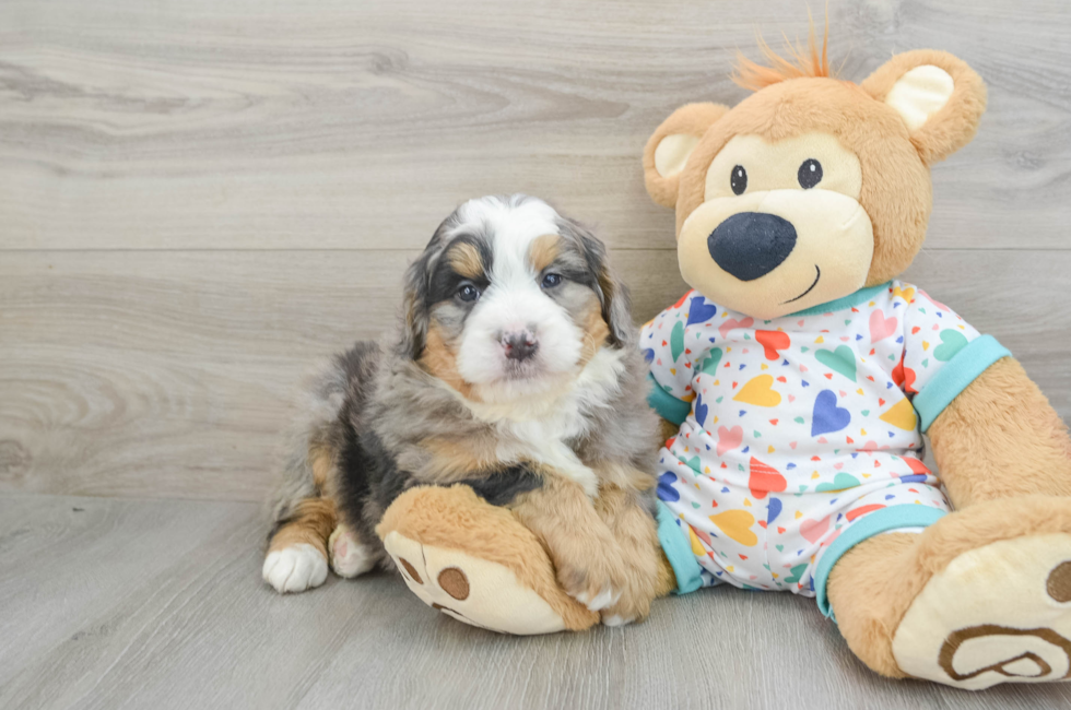 6 week old Mini Bernedoodle Puppy For Sale - Florida Fur Babies