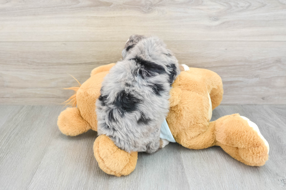 Popular Mini Bernedoodle Poodle Mix Pup