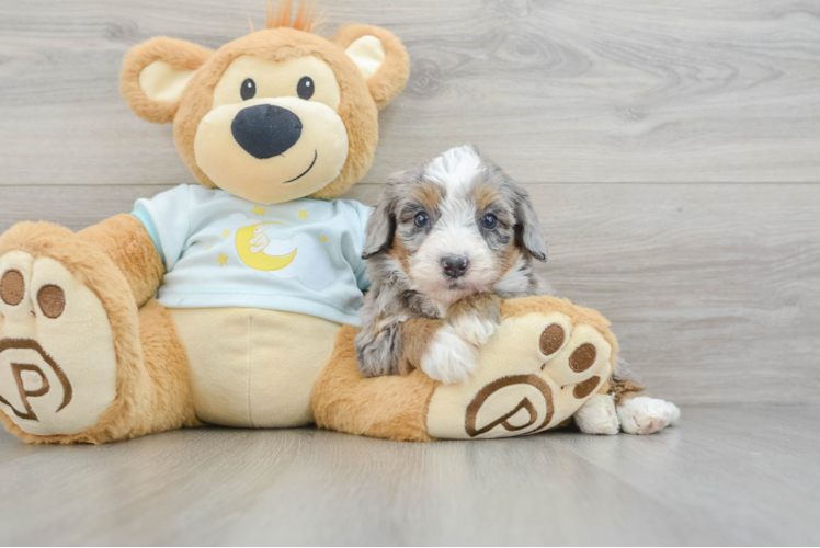 Playful Mini Bernadoodle Poodle Mix Puppy