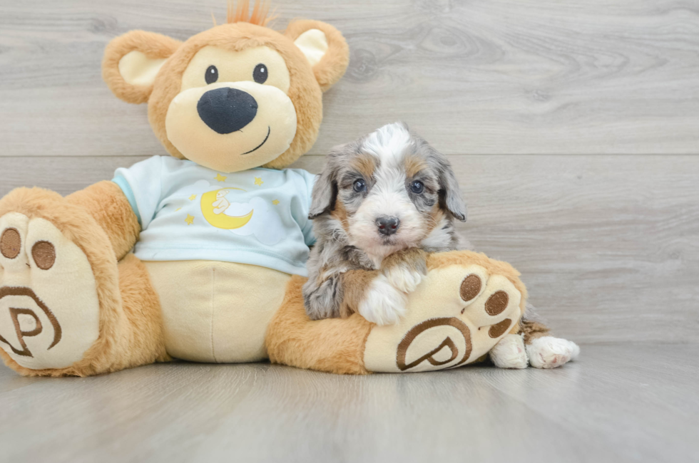 6 week old Mini Bernedoodle Puppy For Sale - Florida Fur Babies