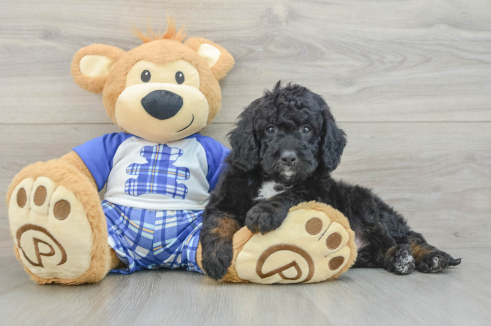 5 week old Mini Bernedoodle Puppy For Sale - Florida Fur Babies