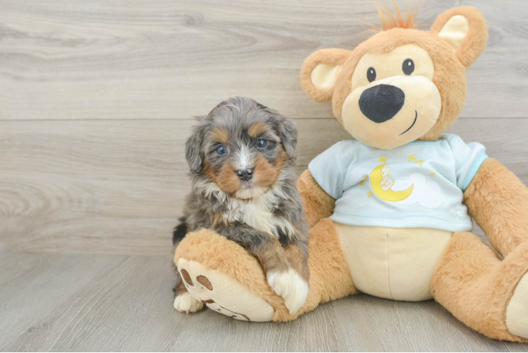 Funny Mini Bernedoodle Poodle Mix Pup