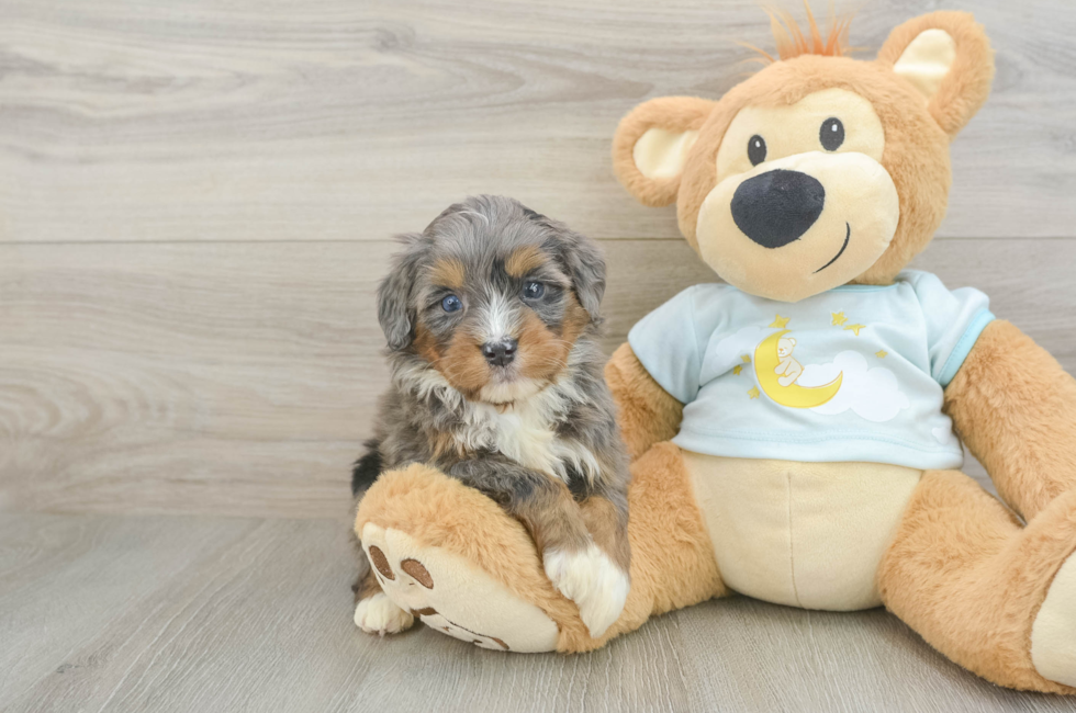 5 week old Mini Bernedoodle Puppy For Sale - Florida Fur Babies