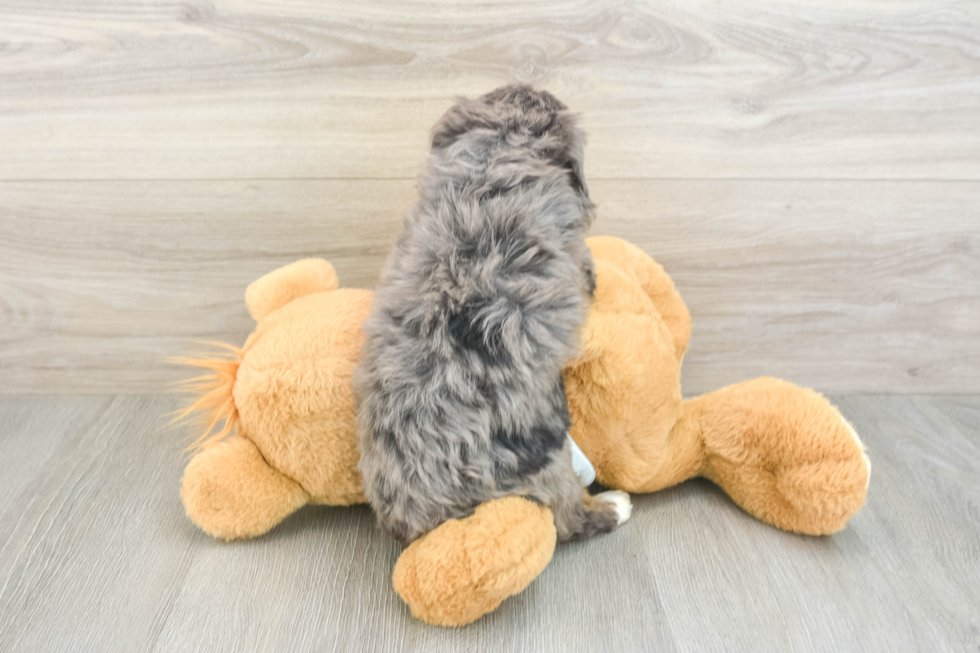 Best Mini Bernedoodle Baby