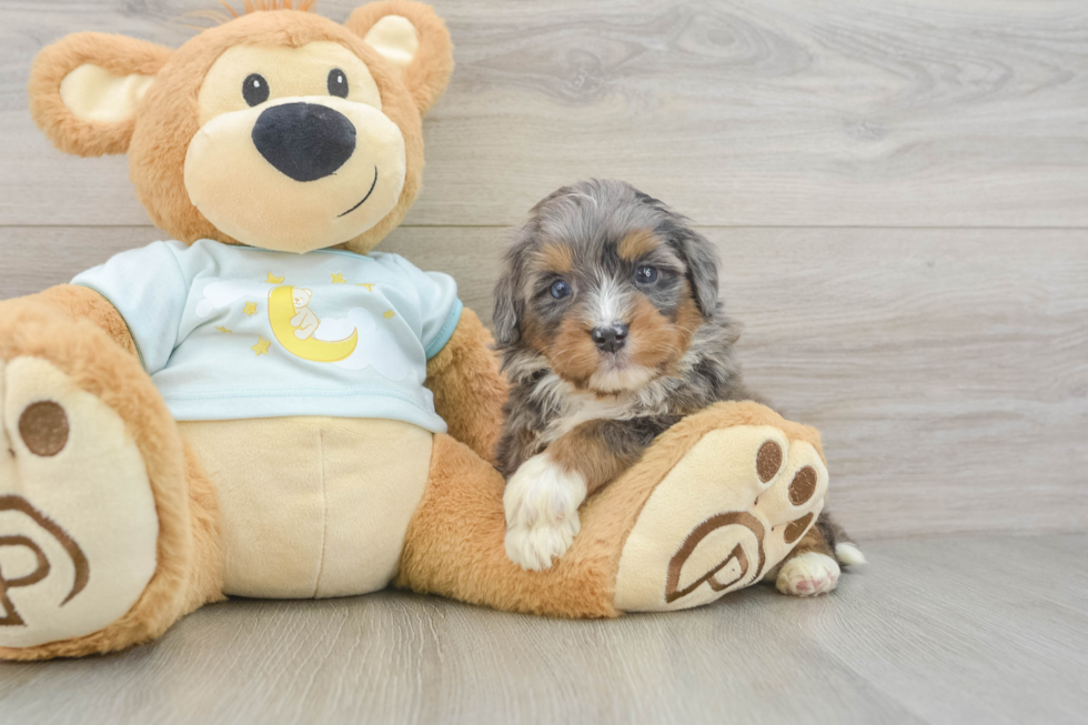 Happy Mini Bernedoodle Baby
