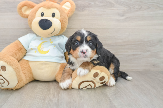 Mini Bernedoodle Puppy for Adoption